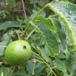 Walnut Tree | Juglans Regia 10 Walnut Tree | Juglans Regia -Roots Plants FRU0410 4
