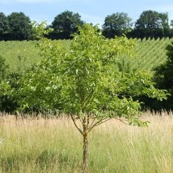 'Broadview' Walnut Tree