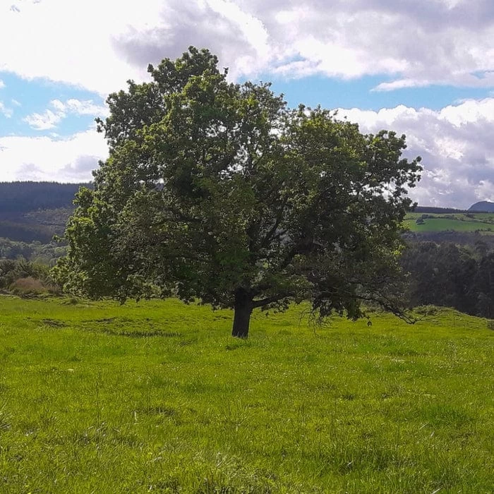 'Buccaneer' Walnut Tree 3 'Buccaneer' Walnut Tree