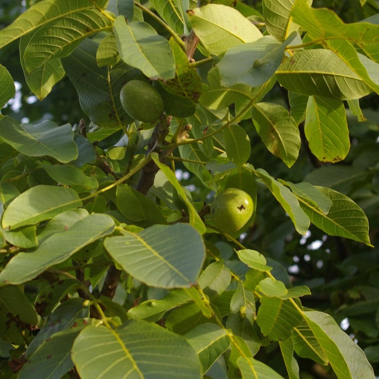 'Buccaneer' Walnut Tree 4 'Buccaneer' Walnut Tree - Image 2