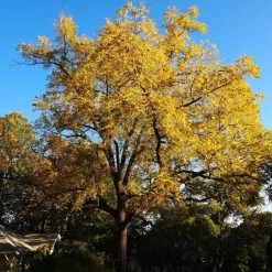 'Buccaneer' Walnut Tree 9 'Buccaneer' Walnut Tree -Roots Plants FRU0413 4