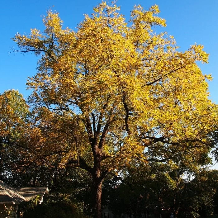 'Buccaneer' Walnut Tree 6 'Buccaneer' Walnut Tree - Image 4