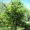 'Lara' Walnut Tree -Roots Plants FRU0414 1