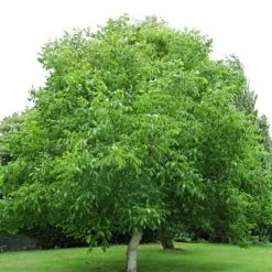 'Europa' Walnut Tree -Roots Plants FRU0416 4