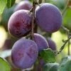 'Rivers Early Prolific' Plum Tree -Roots Plants FRU0437 1