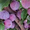 'Lizzie' Plum Tree -Roots Plants FRU0439 1