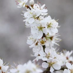 'Southampton Selection' Sloe Tree -Roots Plants FRU0441 3 2457e5ec c895 4c69 8f4b f2f32ae67a0e