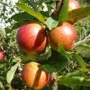 'Ellisons Orange' Apple Tree -Roots Plants FRU0452 1
