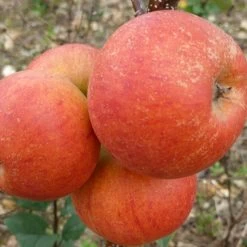 Best Apple Trees For Any Purpose | Growers' Choice -Roots Plants FRU0464 2 d9e595f1 5a69 4549 b473 0d8d153e319d