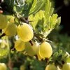 Hinnonmaki Yellow' Gooseberry Bush -Roots Plants FRU0474 1