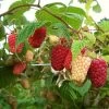 'Cascade Delight' Raspberry Plant -Roots Plants FRU0479 1