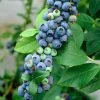 'Earliblue' Blueberry Bush 1 'Earliblue' Blueberry Bush -Roots Plants FRU0483 1