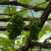'Orion' Grape Vine -Roots Plants FRU0490 1