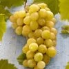 'Muscat Of Alexandria' Grape Vine -Roots Plants FRU0492 1