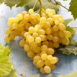 'Muscat Of Alexandria' Grape Vine -Roots Plants FRU0492 3