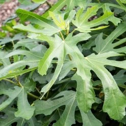 'Little Miss Figgy' Patio Fig Tree -Roots Plants FRU0502 2