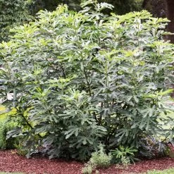 'Little Miss Figgy' Patio Fig Tree -Roots Plants FRU0502 3