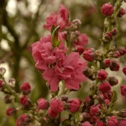 'Melred' Red-Flowered Patio Peach Tree -Roots Plants FRU0512 3