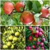 The 3 Top Performing Fruit Trees To Grow In The UK | Apple, Pear & Plum -Roots Plants FRUCOL11 1