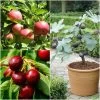 The 3 Best Fruit Trees For Small Gardens | Apple, Cherry & Fig -Roots Plants FRUCOL12newmain