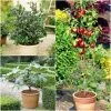 The 3 Best Fruits To Grow In Pots | Nectarine, Fig & Blueberry -Roots Plants FRUCOL13 newmain1