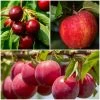 Mini Orchard Collection | Apple, Cherry & Plum -Roots Plants FRUCOL2 1
