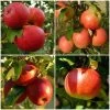 Endless Apples Collection | Scrumptious, Braeburn Hillwell, James Grieve & Red Windsor -Roots Plants FRUCOL3 1