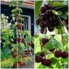 Cross-Pollinating Cherry Collection | Kordia, Merchant & Regina -Roots Plants FRUCOL4 1