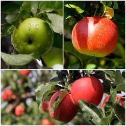 Cross-Pollinating Apple Collection | Bramley, Gala & Discovery