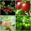 Complete Gooseberry Collection | Red, White & Green -Roots Plants FRUCOL6 1