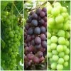 Full Season Grape Vines Collection -Roots Plants FullSeasonGrapes ba003ba1 628c 46a1 8168 b6e690c30510