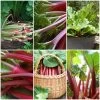 Full Season Rhubarb Collection -Roots Plants FullSeasonRhubarb e9b1ded6 987b 48b1 a38e f4cd44653105