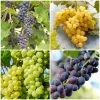Heritage Grape Vines Collection -Roots Plants HeritageGrapes 7ffefc5a 885c 436b 838a 8f64b698ad3a