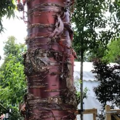 Single Stem Tibetan Cherry Tree | Prunus Serrula -Roots Plants IMG 2542 1