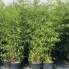 Golden Bamboo | Phyllostachys Aurea -Roots Plants IMG 3180 goldenbamboo