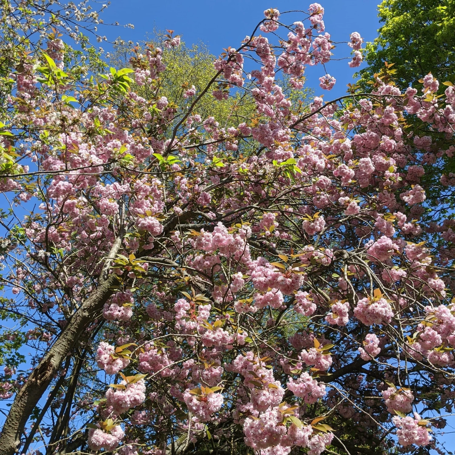 Pink Winter Flowering Cherry Tree | Prunus X Subhirtella 'Autumnalis Rosea' 4 Pink Winter Flowering Cherry Tree | Prunus X Subhirtella 'Autumnalis Rosea' - Image 2