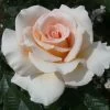 'Isn't She Lovely' Hybrid Tea Rose -Roots Plants ISN T SHE LOVELY 2 Diciluvit 6b1576e0 7cd2 424d b985 1a70f687b950