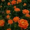 'Irish Eyes' Floribunda Rose -Roots Plants Irish Eyes Dicwitness 88c55db3 6adc 49df ba6a c821f498dd60