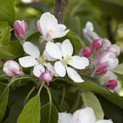 James Grieve Apple Tree | Dwarf Rootstock -Roots Plants JamesGrieveappleblossom