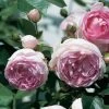 'Jasmina' Climbing Rose -Roots Plants Jasmina02 a9e9a60c d1ae 4f46 8556 8e621a1da5d1