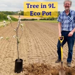 'New Large Early' Apricot Tree -Roots Plants JohnEcoPot2 295e8ad1 914a 4e8d ba8f 7c8990328440