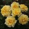 'Abbeyfield Gold' Hybrid Tea Rose -Roots Plants KORquelda Abbeyfield Gold 23 97f975d7 6407 44ab b9d9 6c442e522514