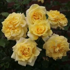 'Abbeyfield Gold' Hybrid Tea Rose