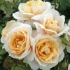 'Champagne Moment' Floribunda Rose 1 'Champagne Moment' Floribunda Rose -Roots Plants KORvanaber Champagne Moment 50f9e857 6b7c 4b1d 8f50 2ac0b2380701