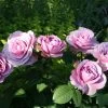 'Lavender Ice' Patio Shrub Rose -Roots Plants Lavender Ice 4 1
