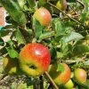 'Lord Lambourne' Apple Tree 1 'Lord Lambourne' Apple Tree -Roots Plants LordLambourne 1