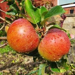 'Lord Lambourne' Apple Tree -Roots Plants LordLambourne 2