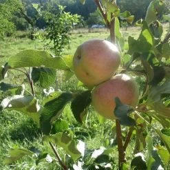 'Lord Lambourne' Apple Tree -Roots Plants LordLambourne 3