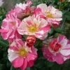 'Mind Games' Floribunda Rose -Roots Plants MIND GAMES Dickylie 6f7da30d 751d 40bf a5ac 4eef126b2d17