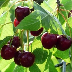 Cross-Pollinating Cherry Collection | Kordia, Merchant & Regina -Roots Plants Merchant 1 da11aedf af02 4eb3 8379 2cbfad0ef36a